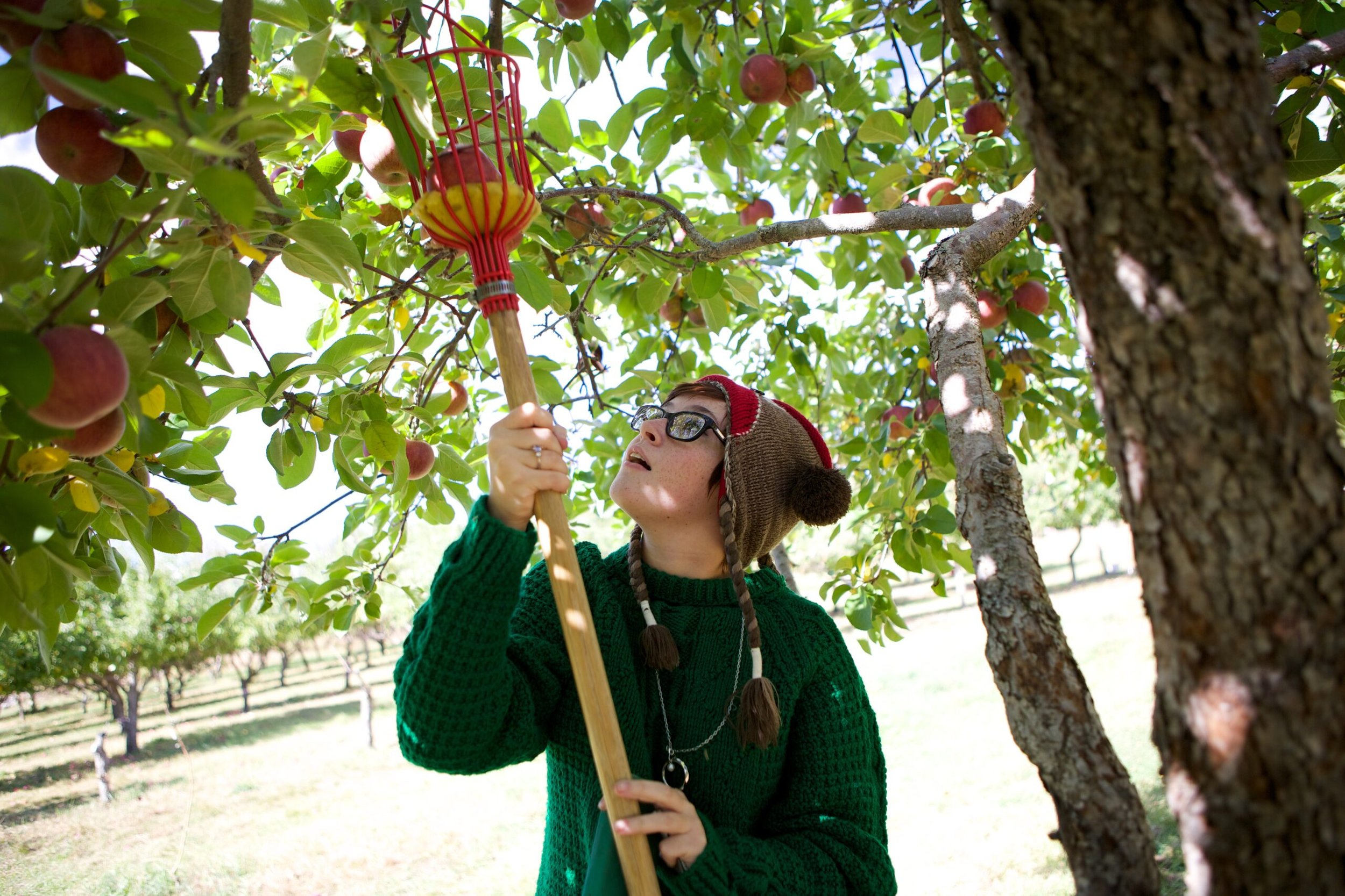 A woman plucking apples from the tree